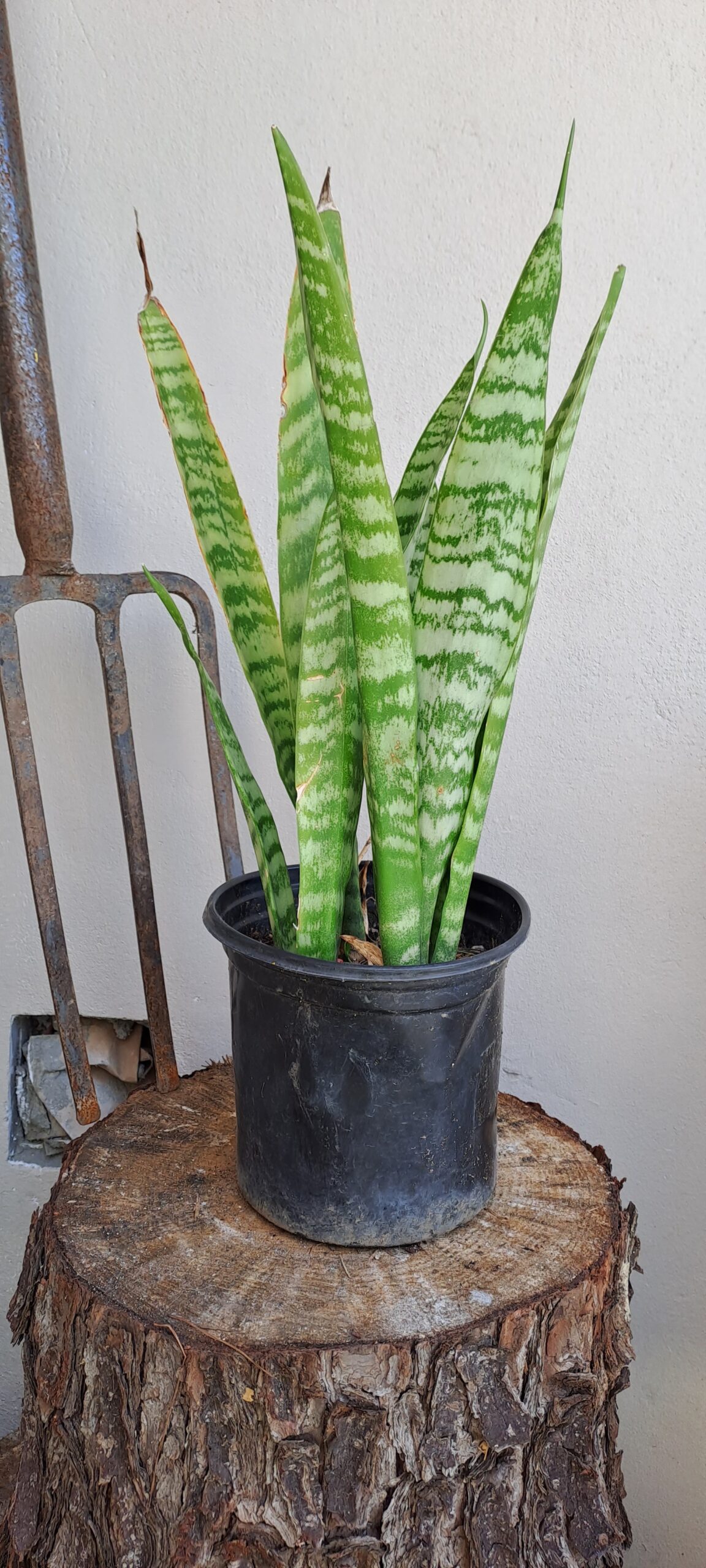 Snake Plant Laurentii