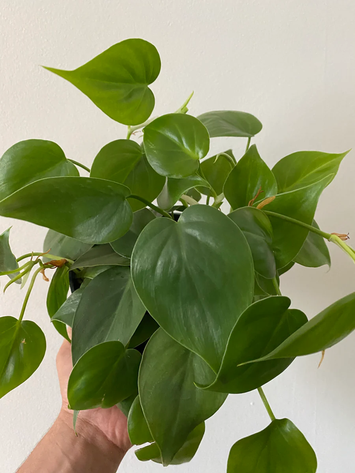 Heartleaf Philodendron_Hederaceum