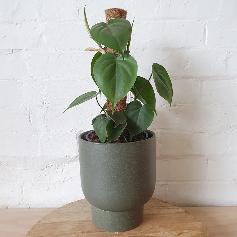 Philodendron-Hederaceum-Oxycardium