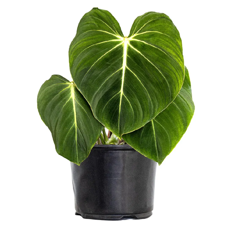 Philodendron-gloriosum-velvet-philodendron-Australian-Plants
