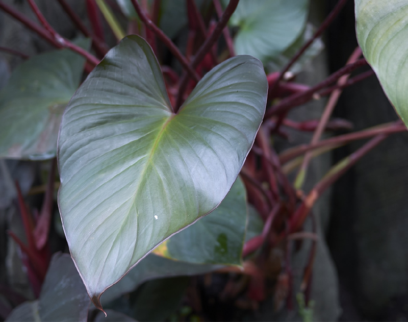 Philodendron-Erubescens-Blushing-Philodendron