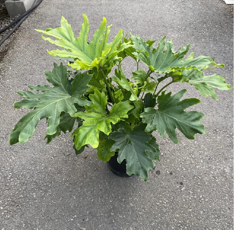 Philodendron-Hope-Selloum-in-white