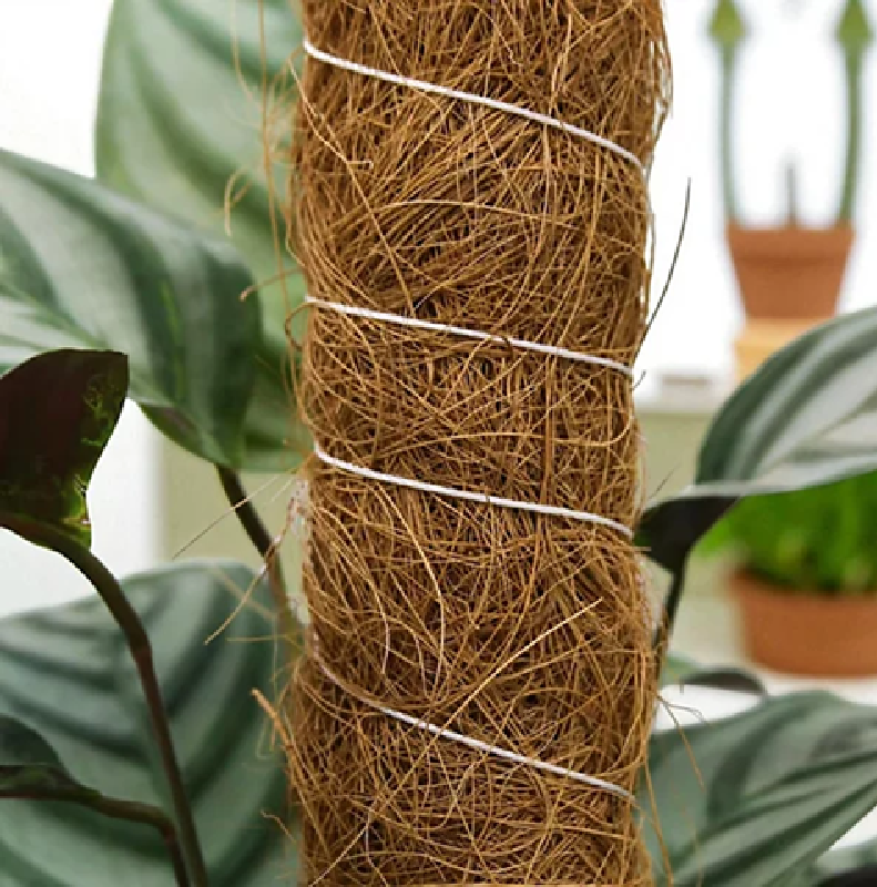 3 x Moss Pole For Indoor Climbing Plants - 50cm in Height Natural