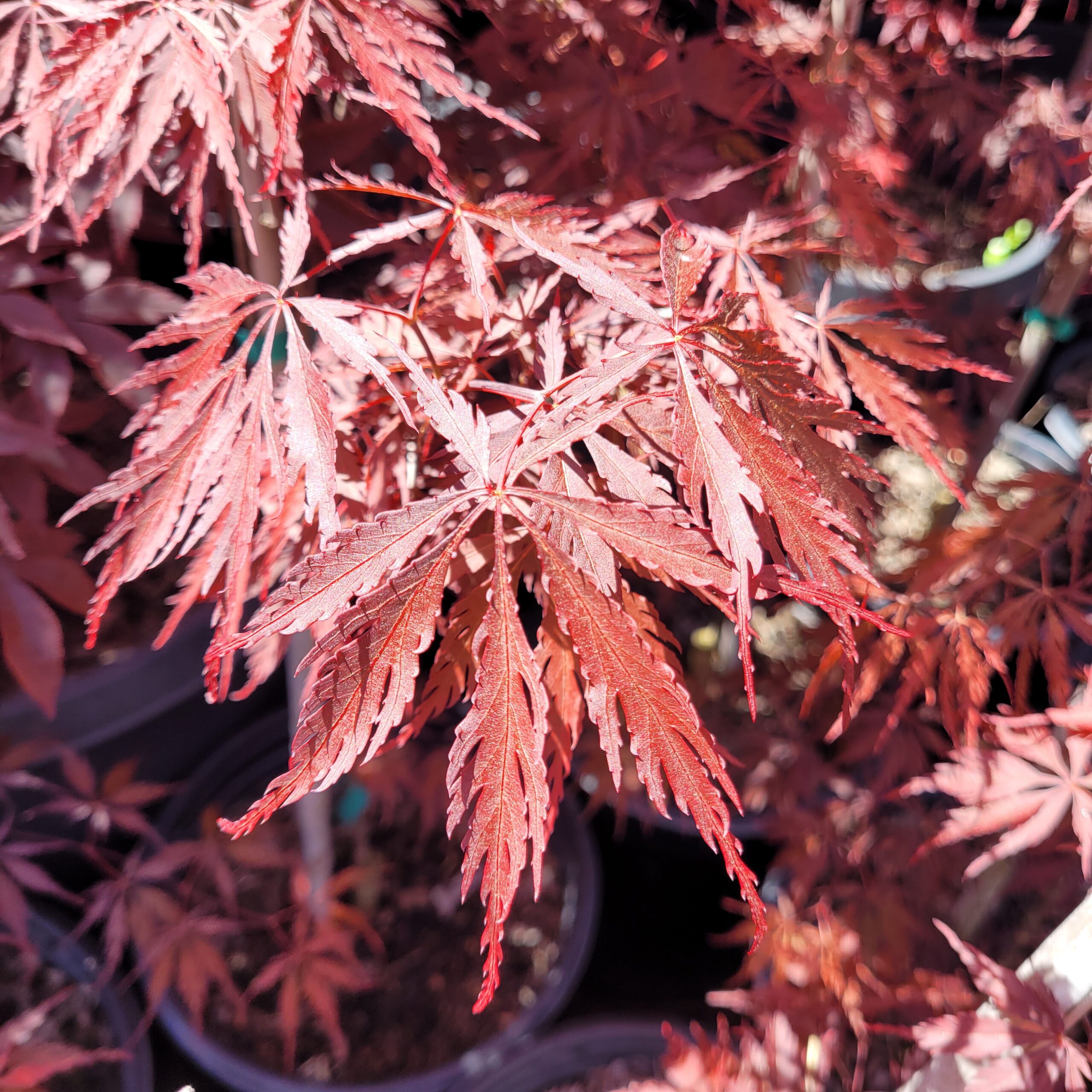 Acer Palmatum Dissectum Tamukeyama Scaled