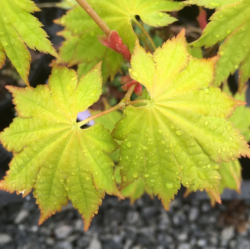 Acer Shirasawanum Aureum Golden Full Moon Japanese Maple