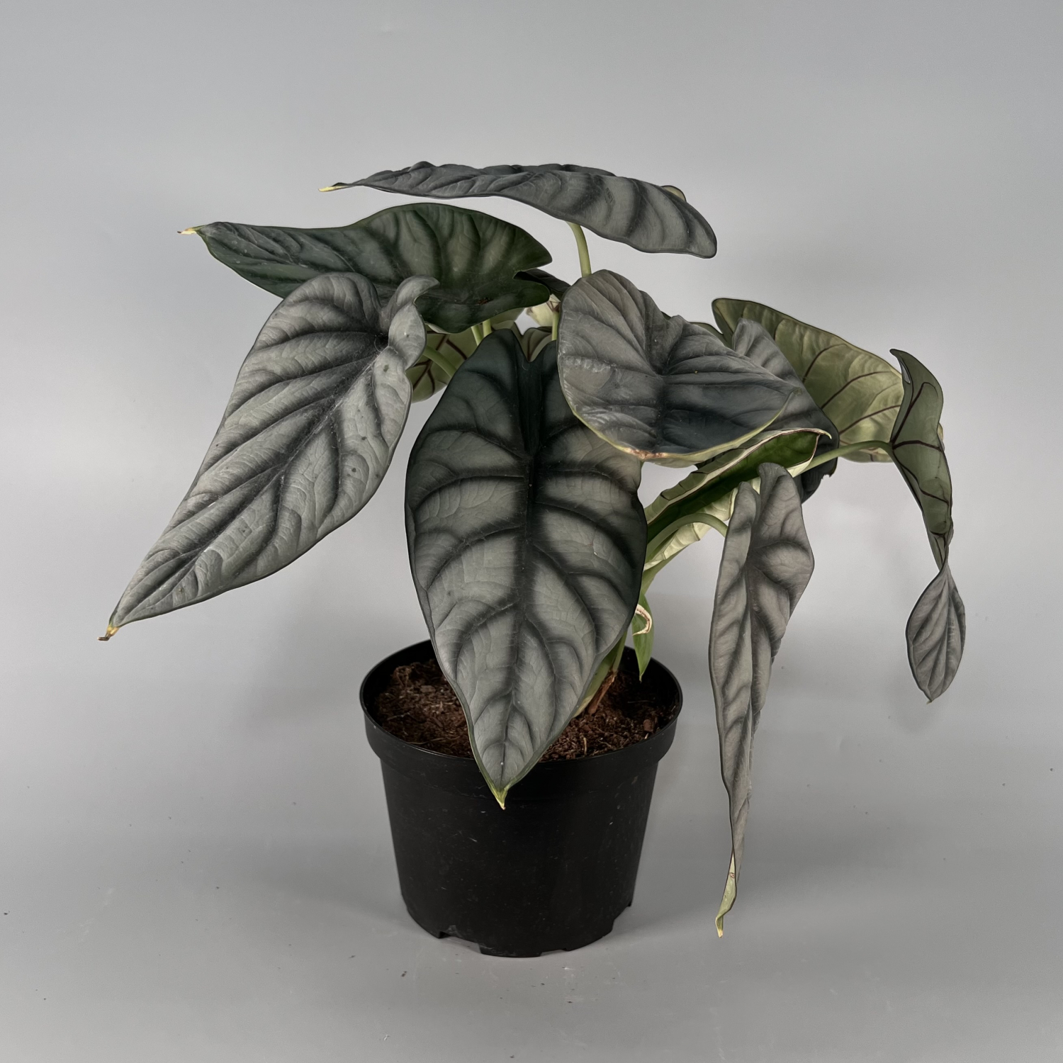 Alocasia Silver Dragon Plant