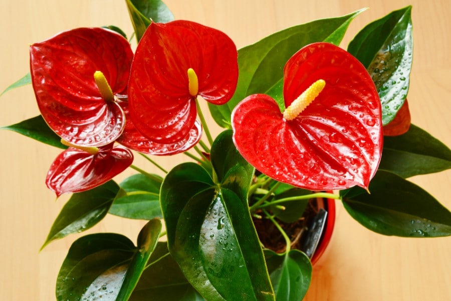 Anthurium Flamingo Flower