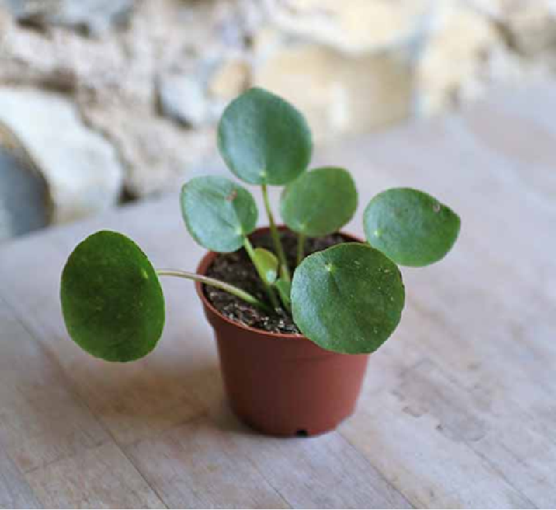 Baby Chinese Money Plant_Pilea Peperomioides