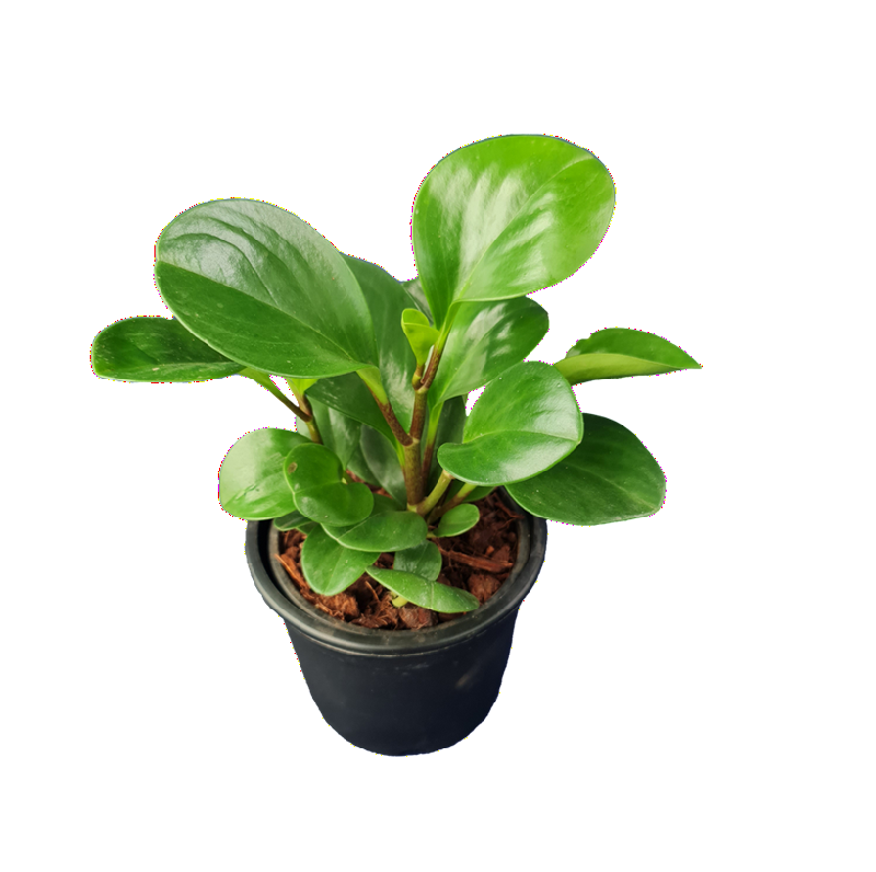 Baby Rubber Plant_Peperomia obtusifolia