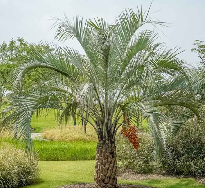 Butia Capitata Jelly Palm
