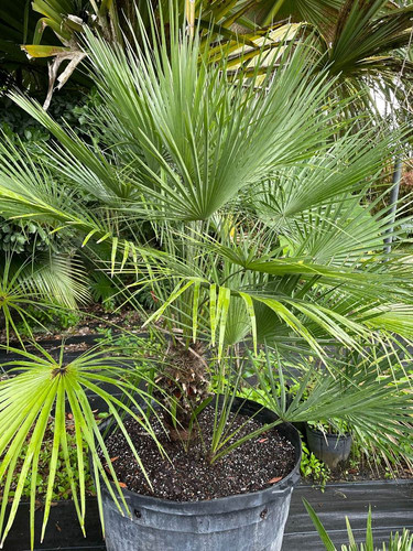 Chamaerops Humilis Vulcano European Fan Palm Mediterranean