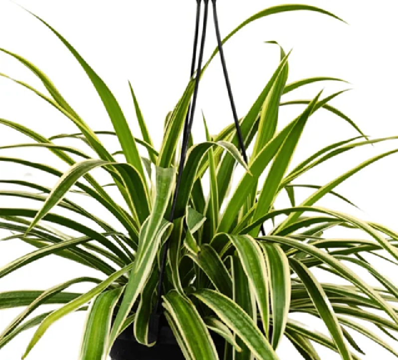 Hlorophytum Comosum Spider Plant