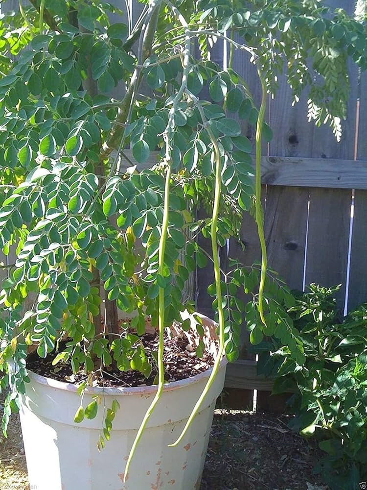 Drumsticks Tree_Moringa
