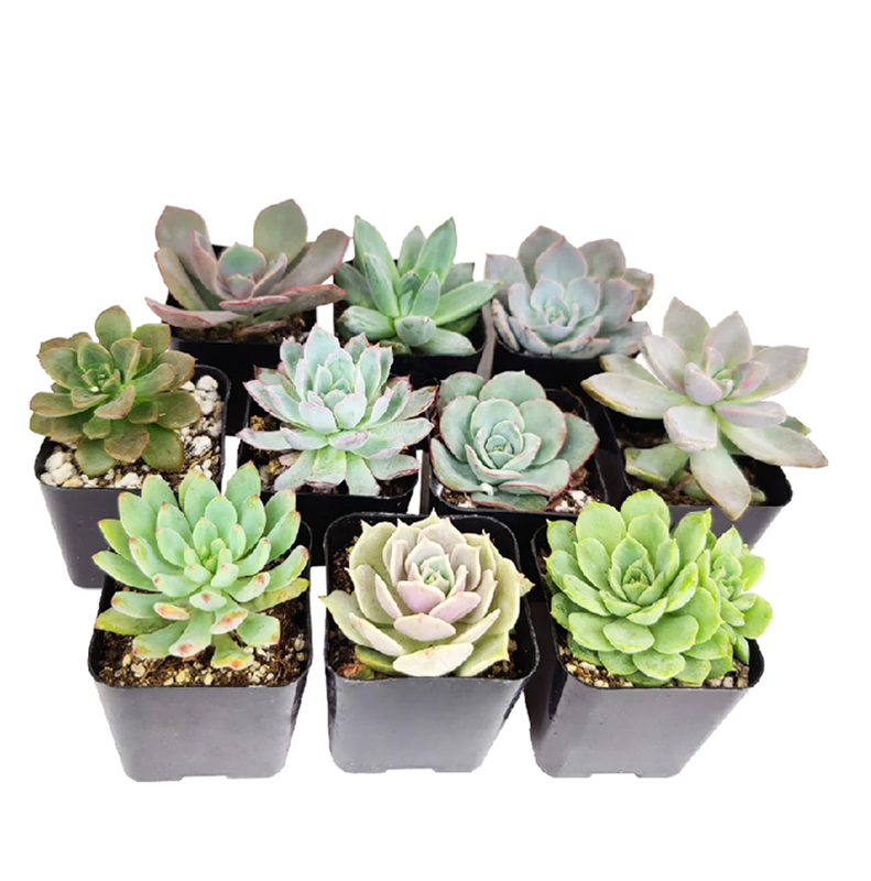 Echeveria Succulent Pack_Rosette Shaped Succulents