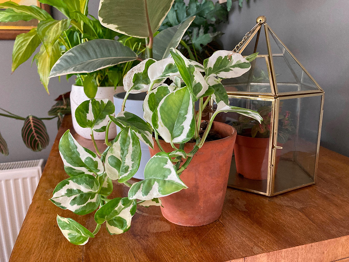 Epipremnum Aureum Golden Pothos