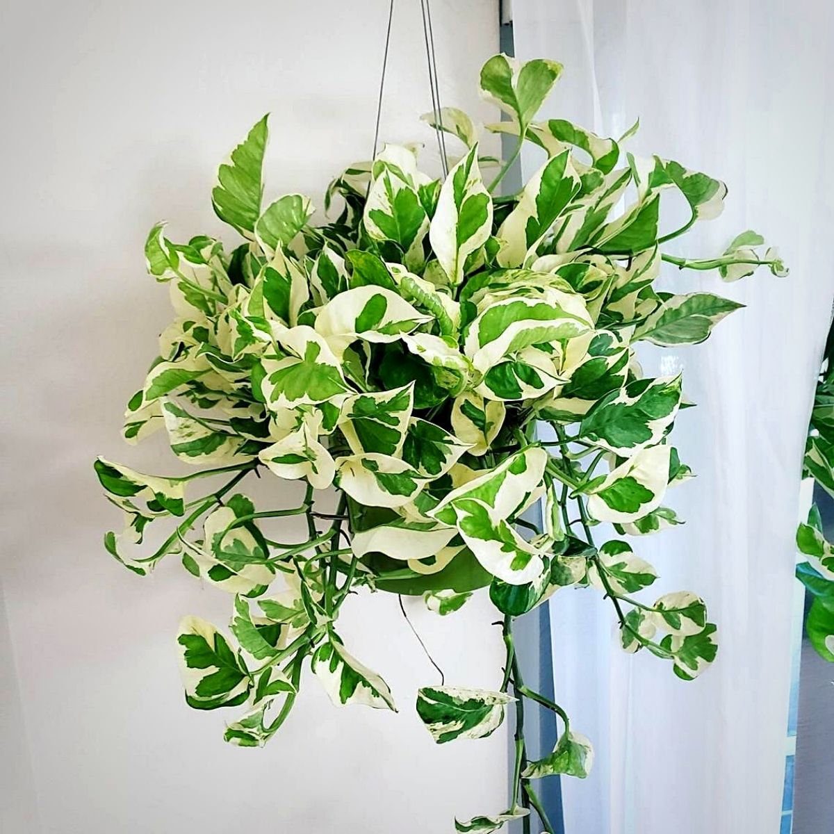 Epipremnum Aureum_N Joy