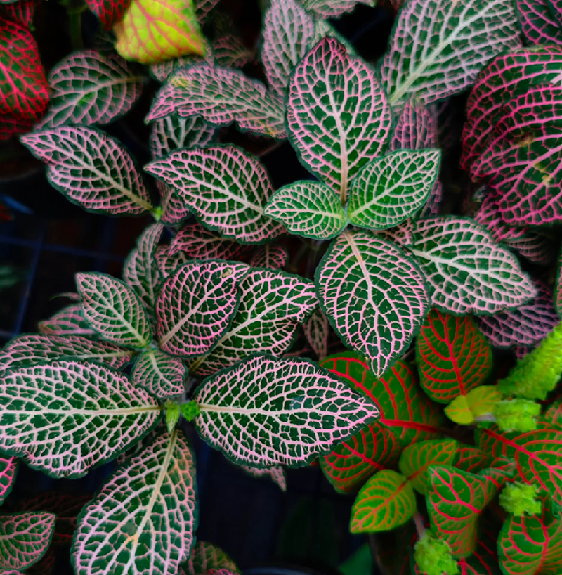 Fittonia Nerve Plant_Fittonia albivenis