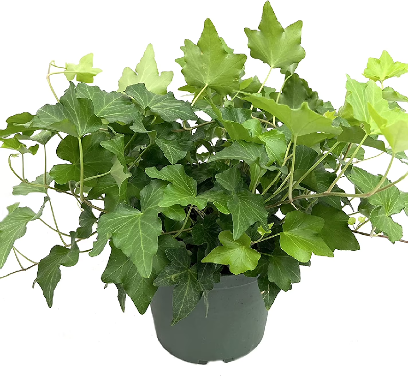 Green English Ivy