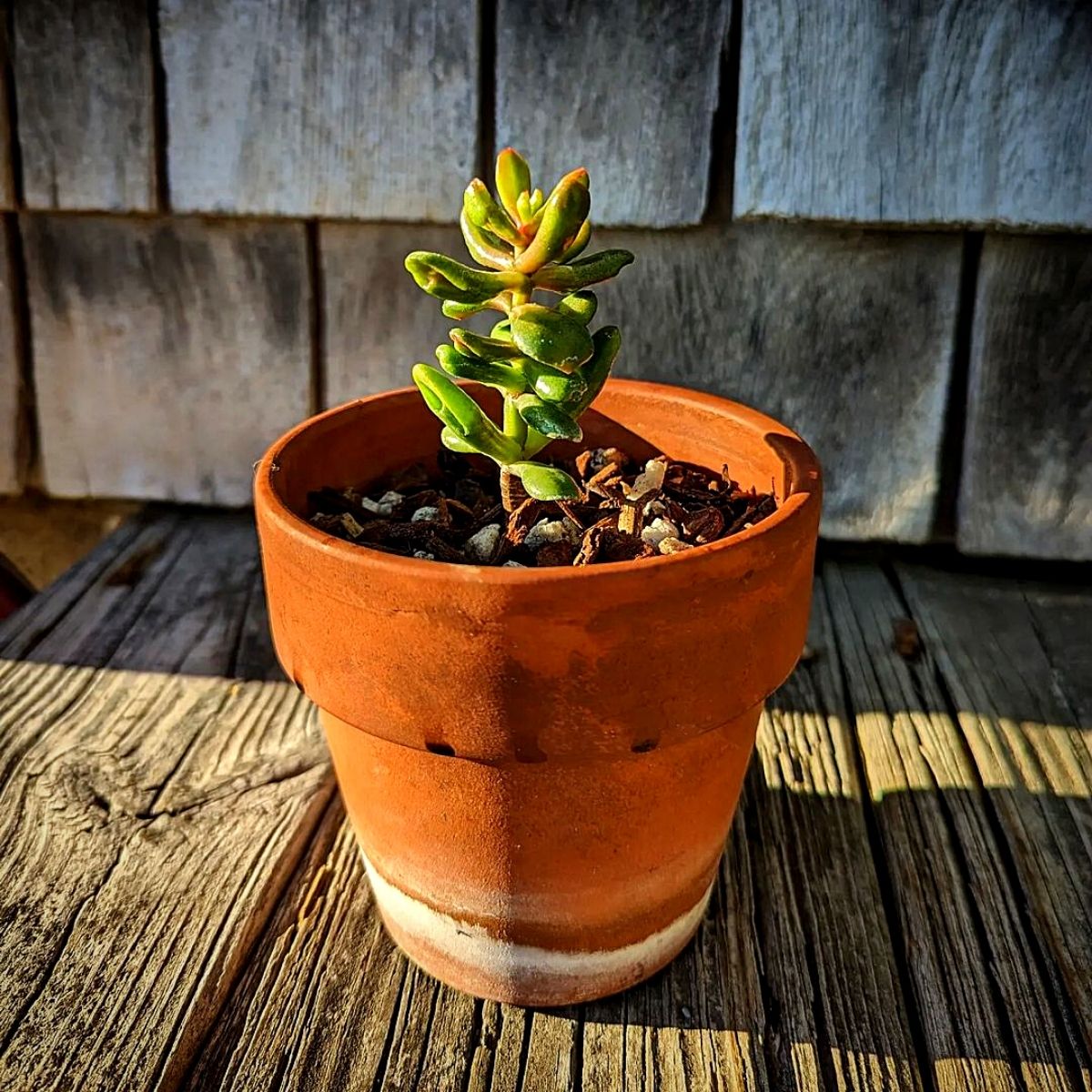 Hobbit Jade Plant Crassula Ovata Hobbit