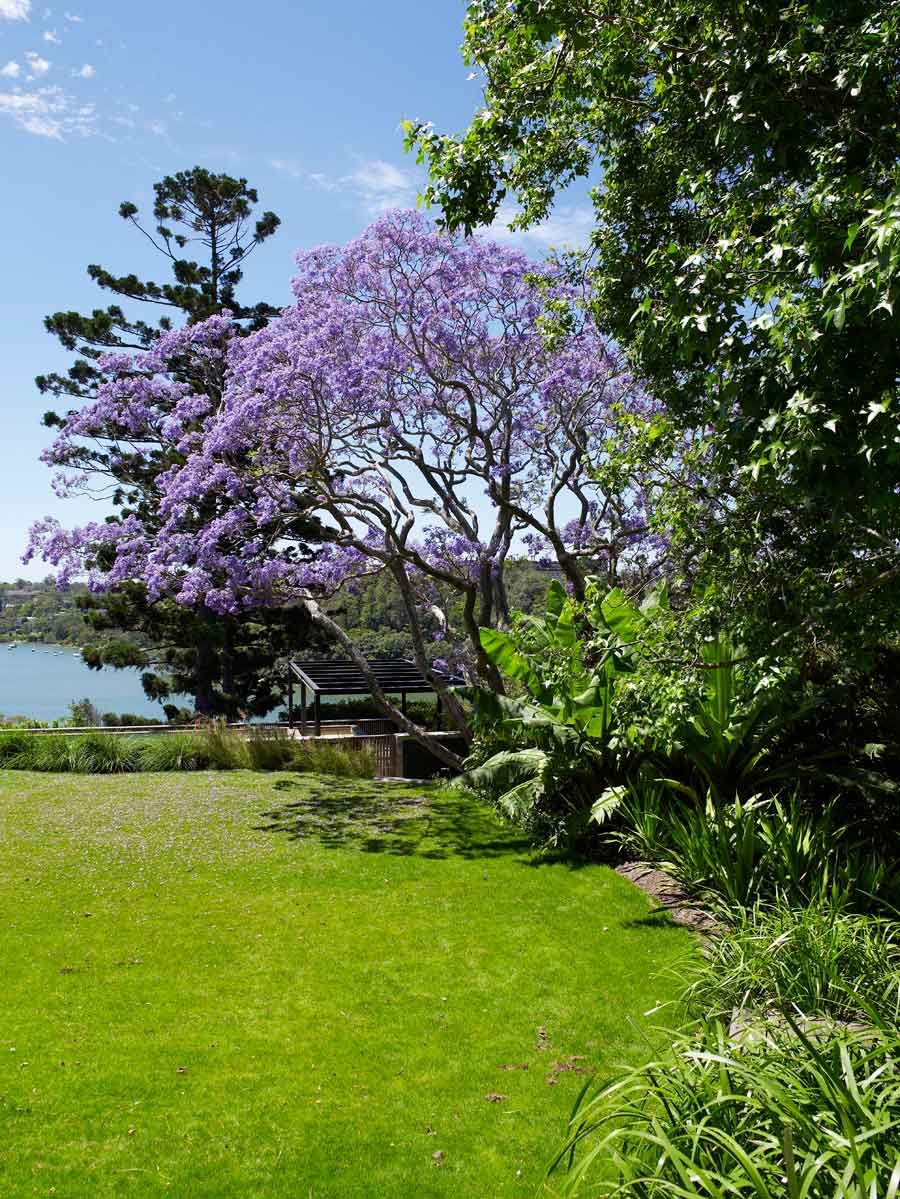 Jacaranda mimosifolia - Tropical Garden Tree with Purple Flowers