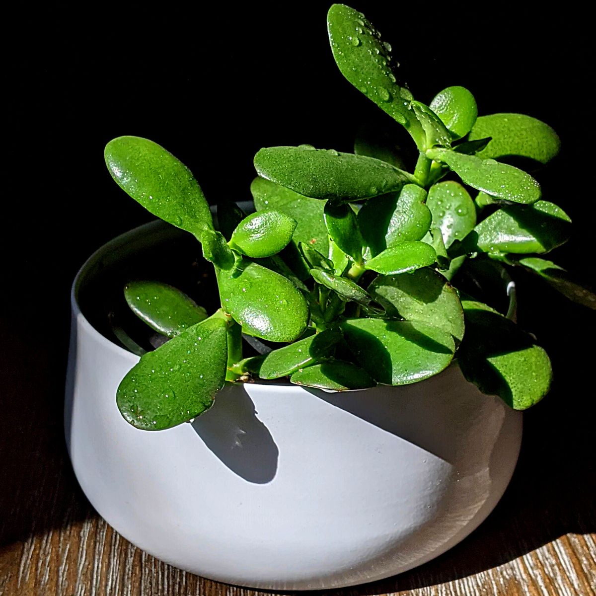 Jade Plant Crassula ovata