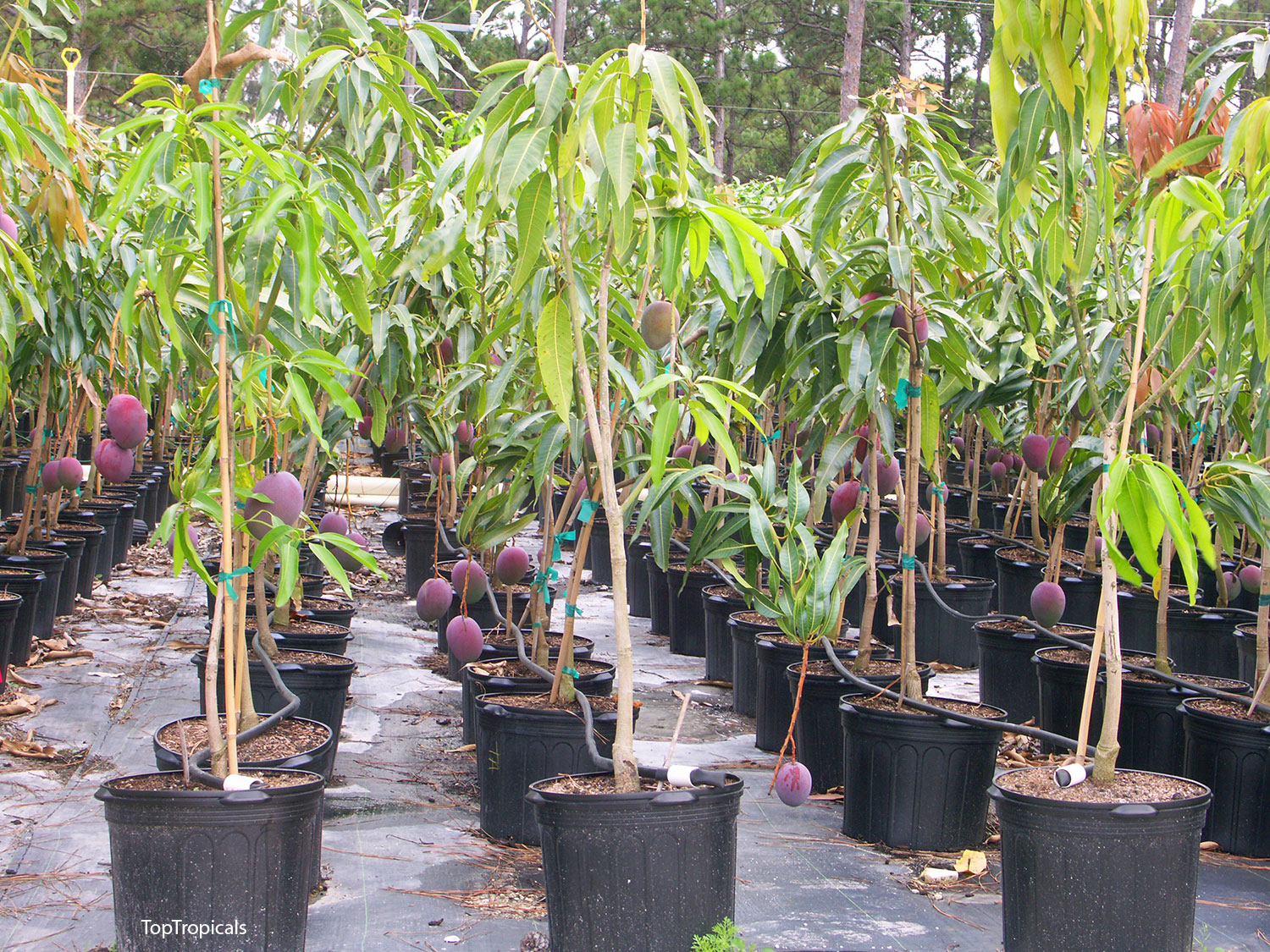 Mango tree Grafted_Mangifera indica