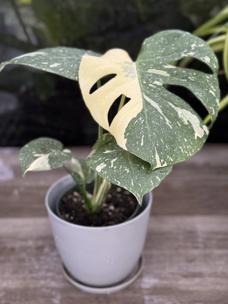 Monstera Thai Constellation Variegated