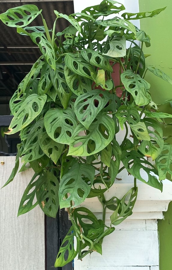 Monstera adansonii Swiss Cheese Plant