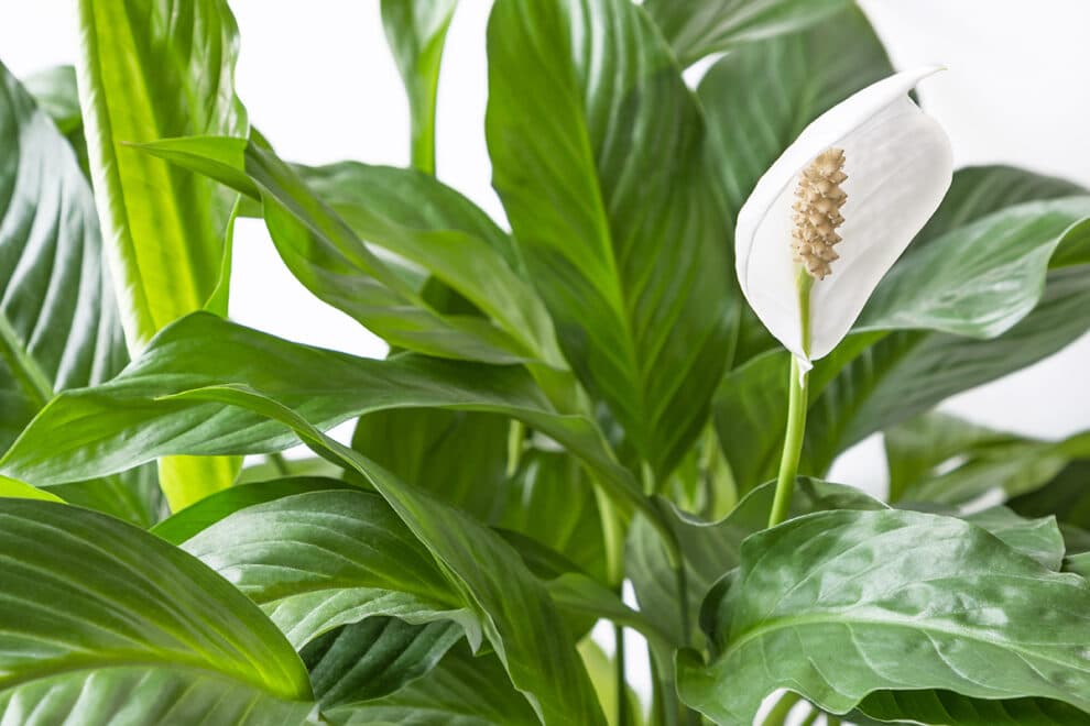 Peace Lily Spathiphyllum wallisii