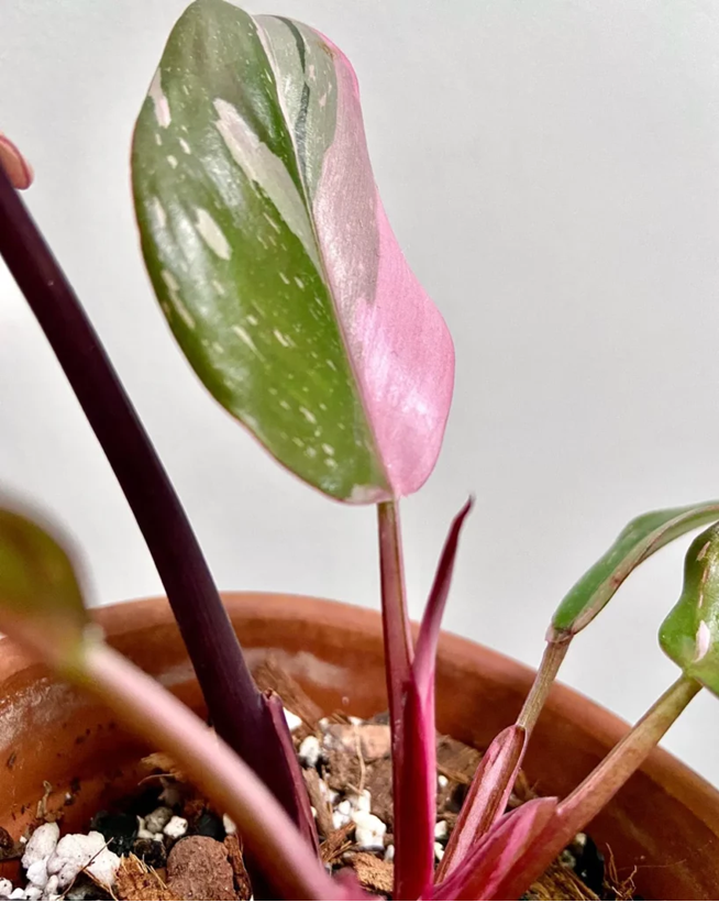 Philodendron Pink Princess