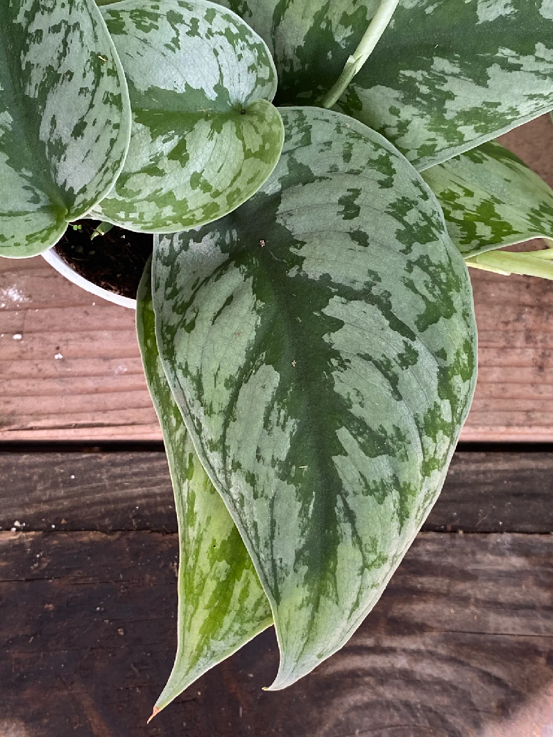 Scindapsus Pictus_Silver Splash Pothos