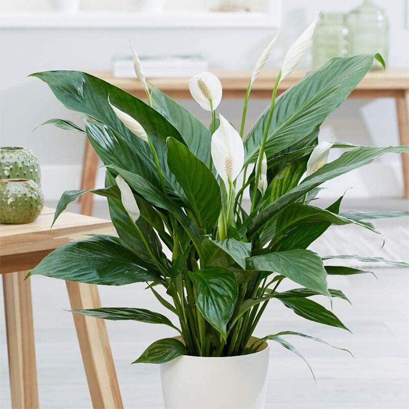 Spathiphyllum Peace Lily