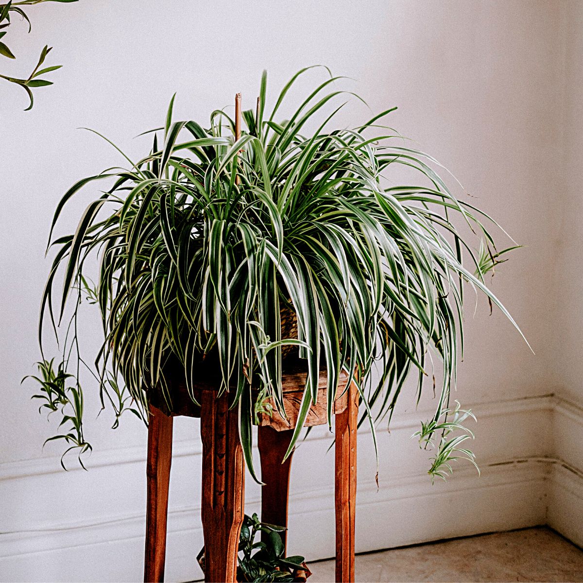 Spider Plant Chlorophytum Comosum