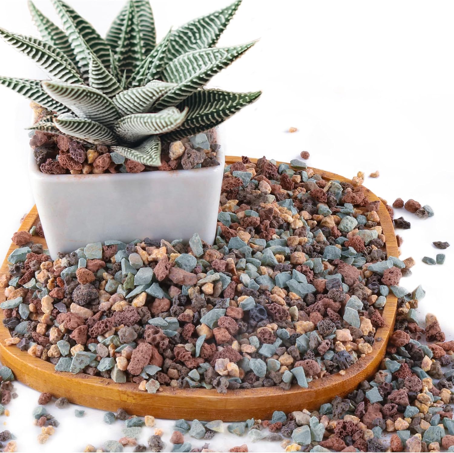 Succulent Soil Potting Mix
