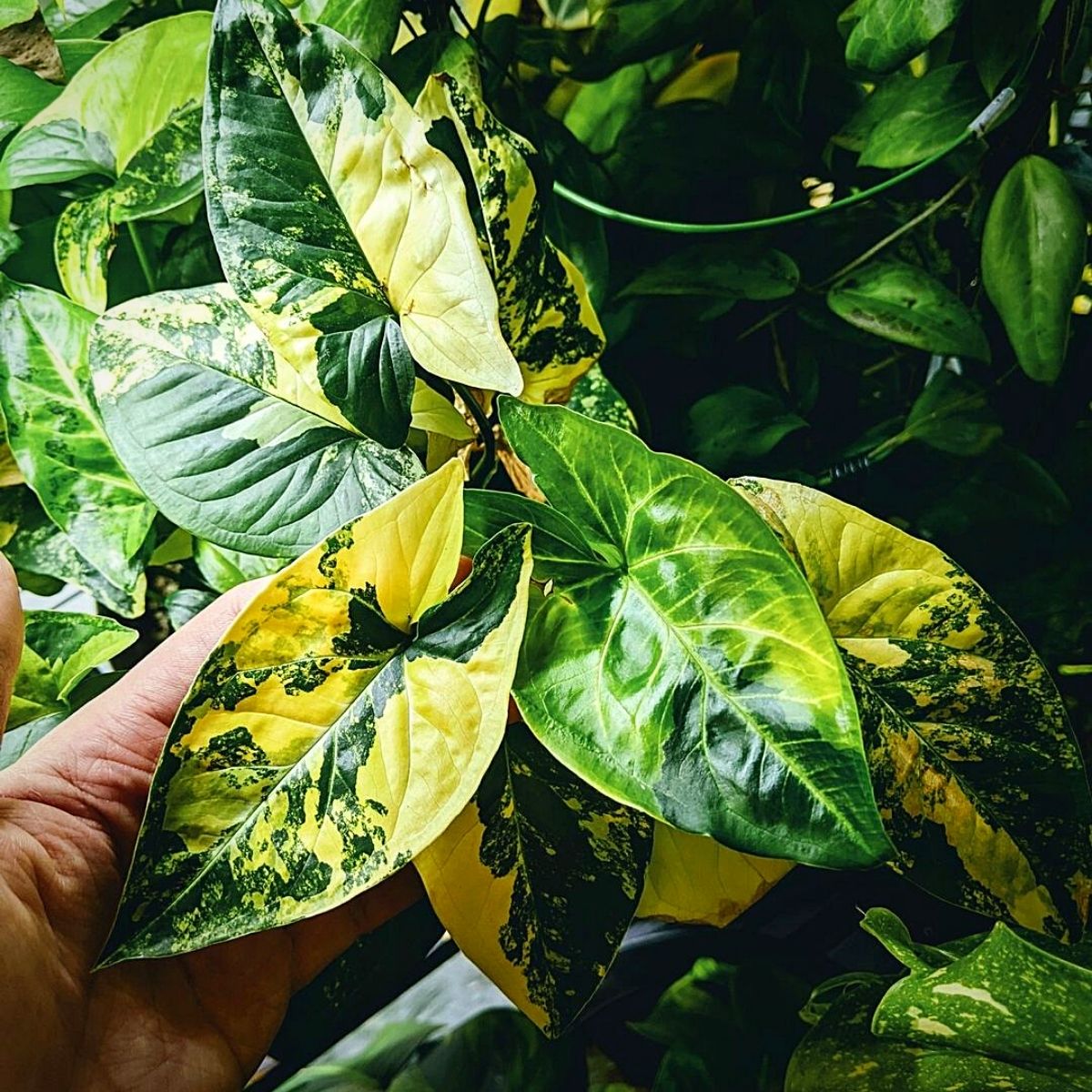 Syngonium Podophyllum Arrowhead Plant