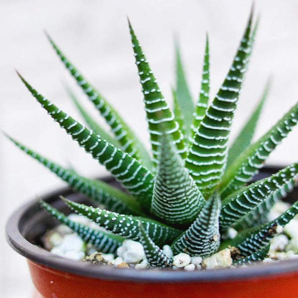 Haworthia Zebra Plant Haworthia Fasciata