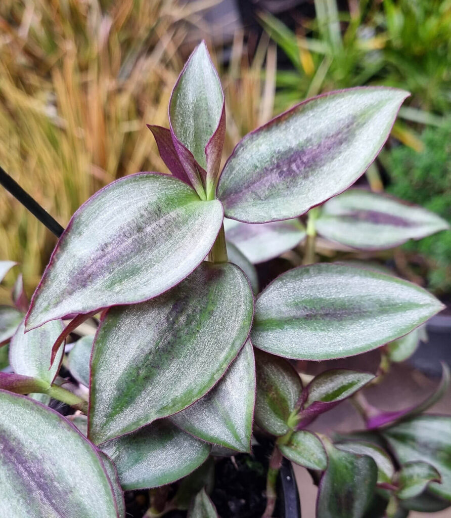 Tradescantia Zebrina Silver Wandering Jew