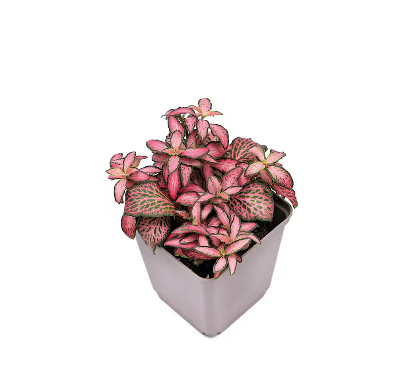 Wekiva Foliage Pink Fittonia Nerve Plant