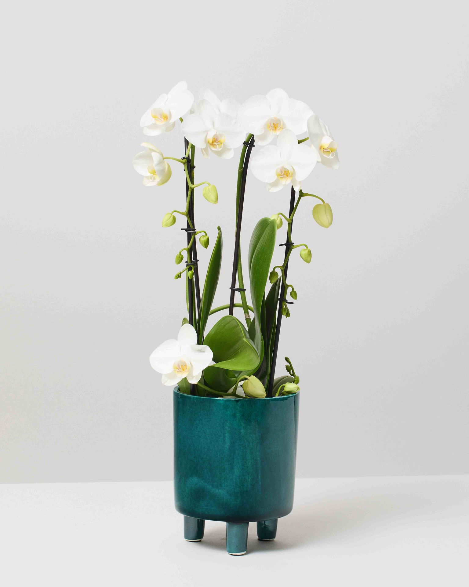 White Phalaenopsis Orchid Moth Orchid The Stem