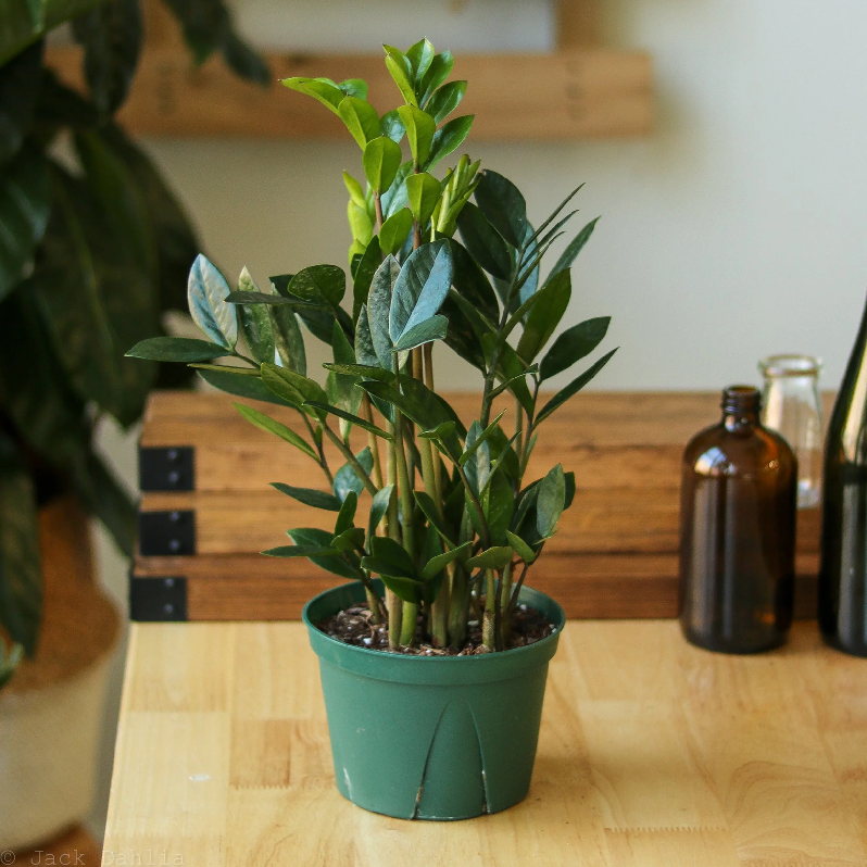ZZ Plant - Zamioculcas Zamiifolia
